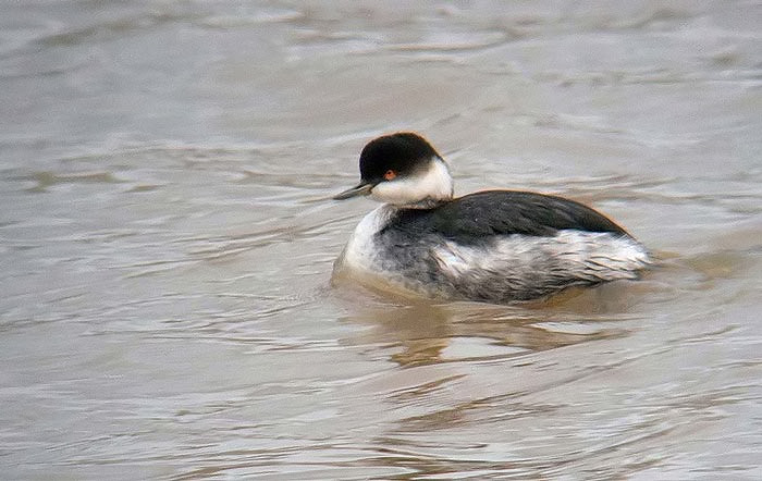 Black-necked Grebe