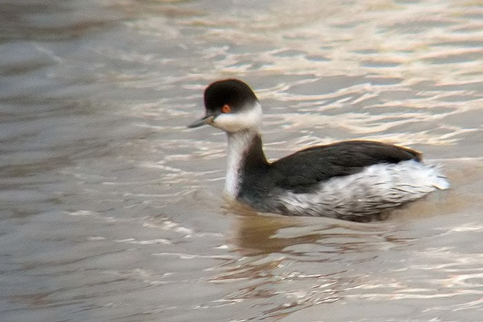 Black-necked Grebe