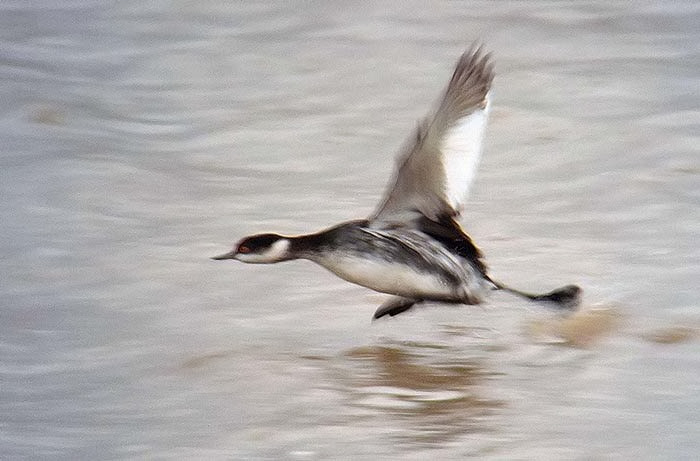 Black-necked Grebe