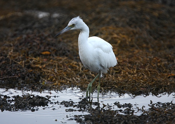 Little Blue Heron