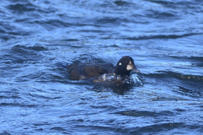 Harlequin Duck