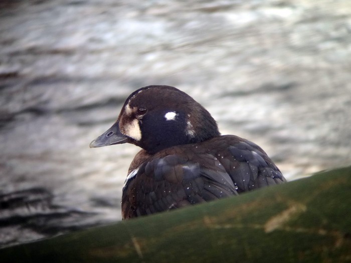 Harlequin Duck