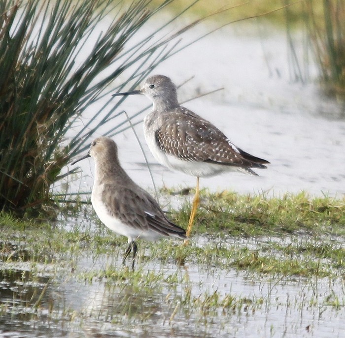 Lesser Yellowlegs