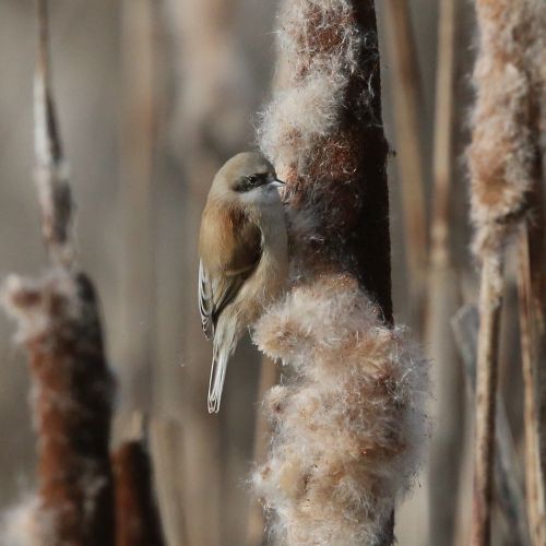 Penduline Tit