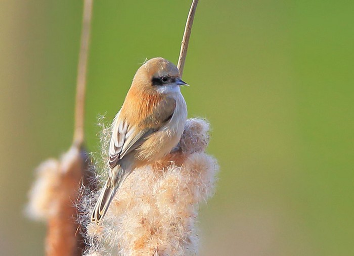 Penduline Tit