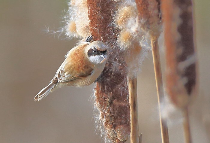 Penduline Tit