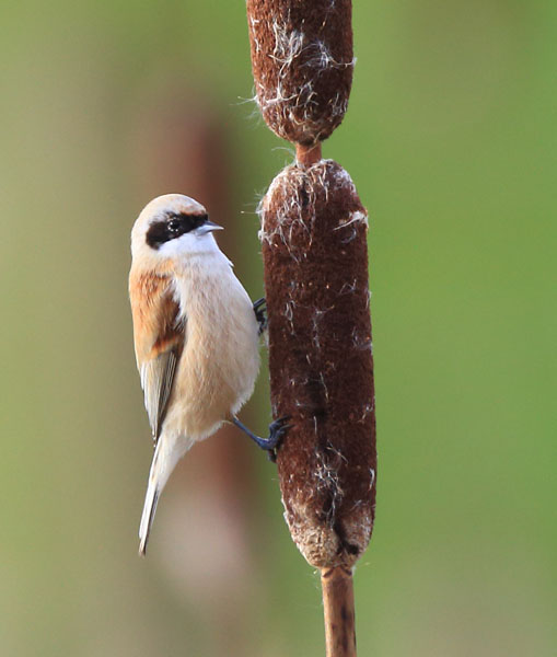 Penduline Tit