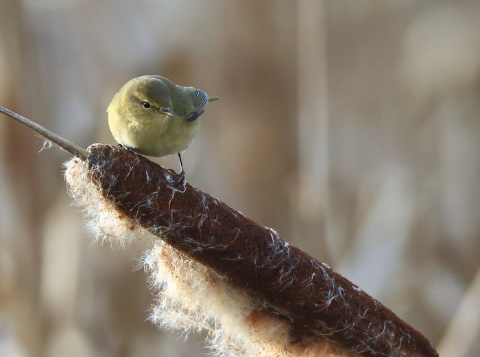 Chiffchaff