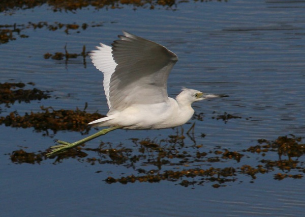 Little Blue Heron