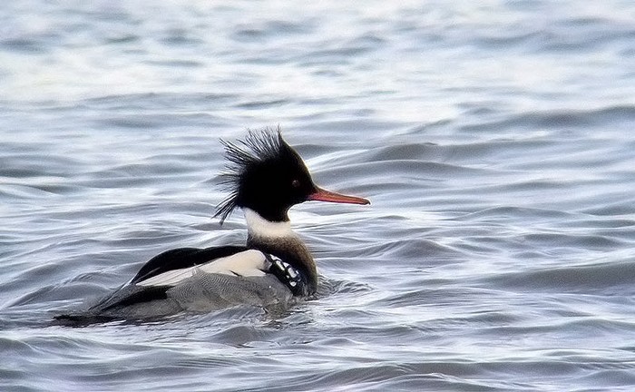 Red-breasted Merganser