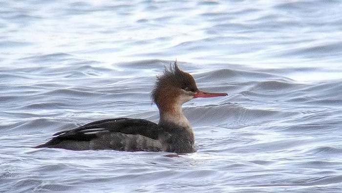 Red-breasted Merganser