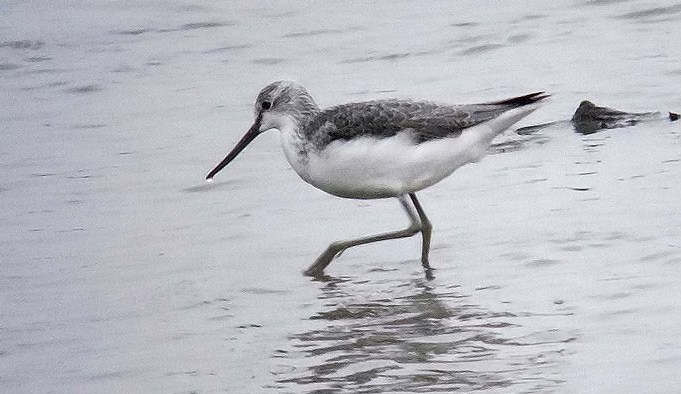 Greenshank