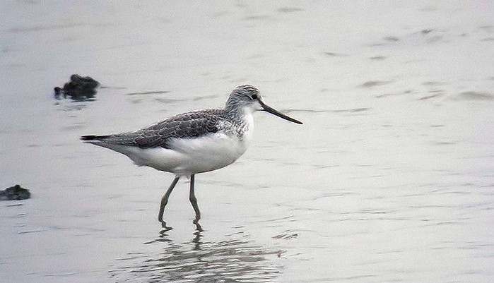Greenshank
