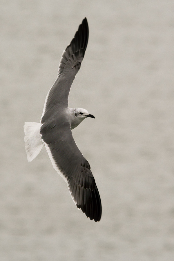 Laughing Gull