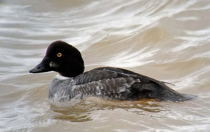 Goldeneye