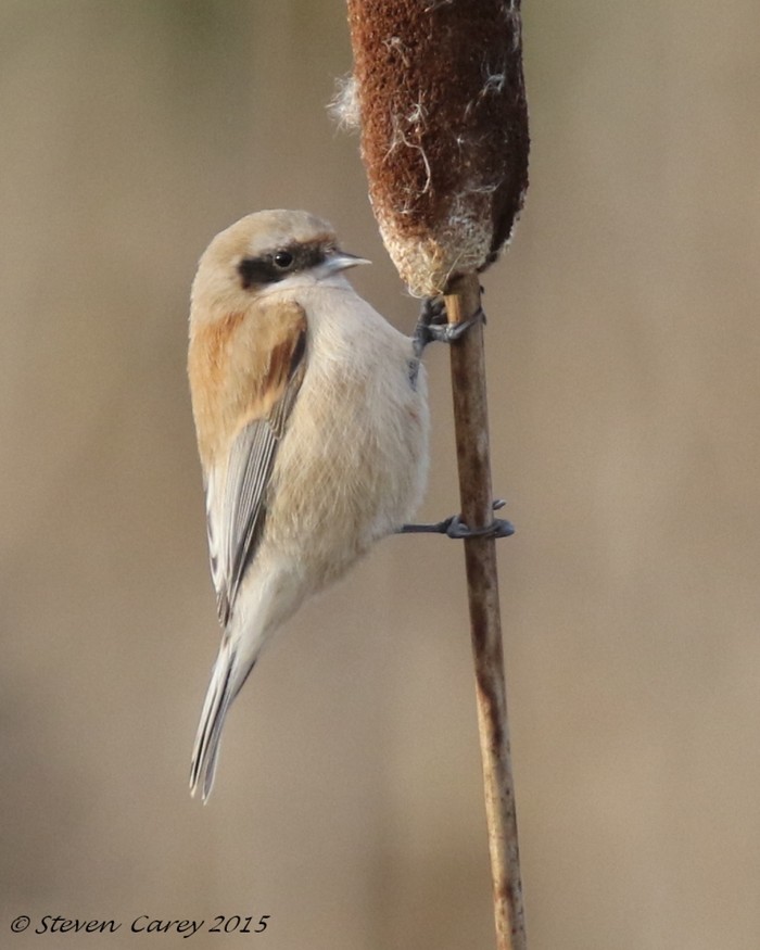 Penduline Tit