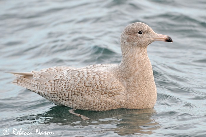 Glaucous Gull