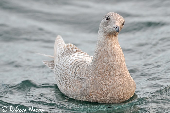 Iceland Gull