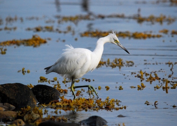 Little Blue Heron