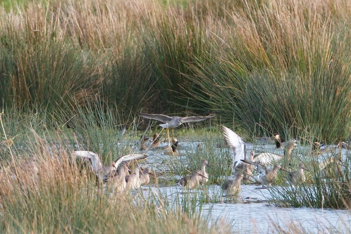 Greater Yellowlegs