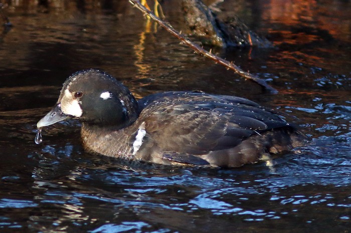 Harlequin Duck