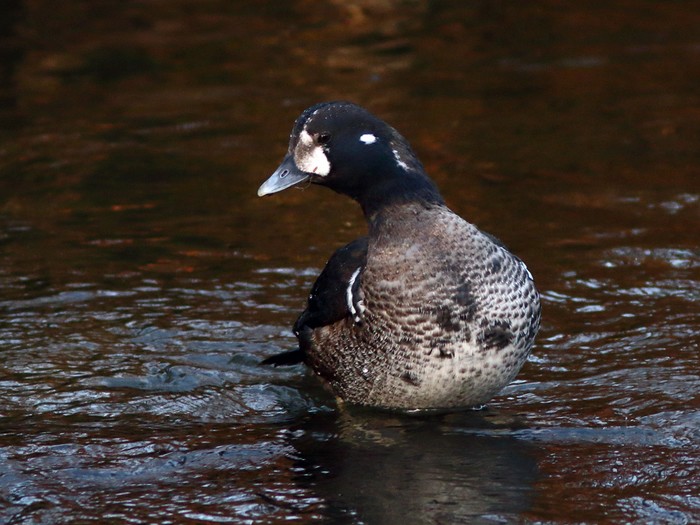 Harlequin Duck