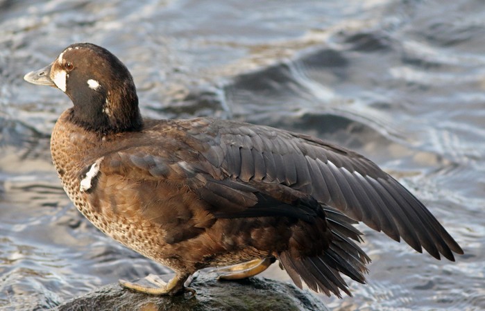 Harlequin Duck