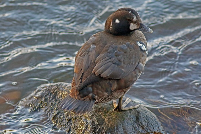 Harlequin Duck