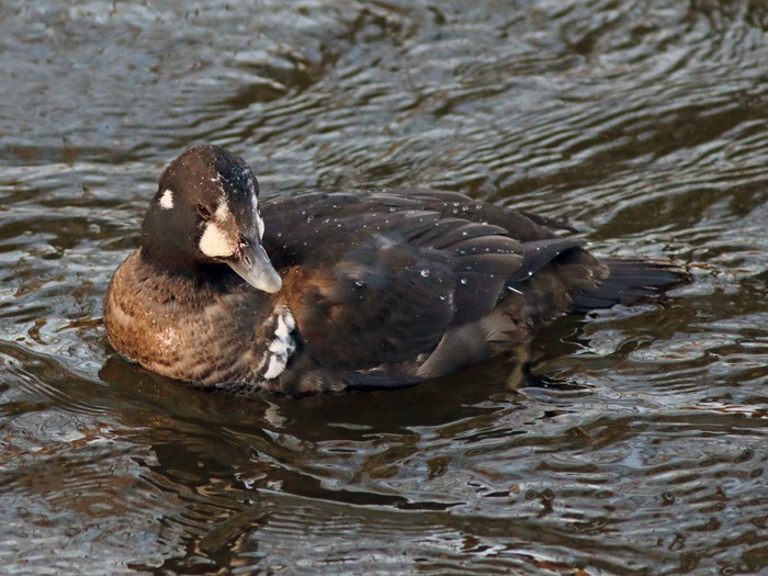 Harlequin Duck