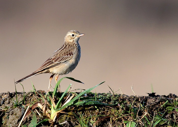 Blyth's Pipit