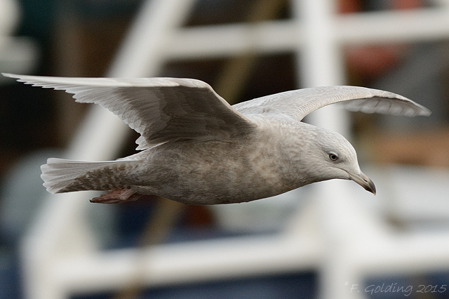 Iceland Gull
