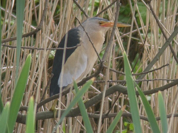 Little Bittern