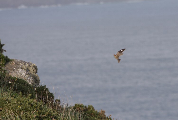 Common Nighthawk