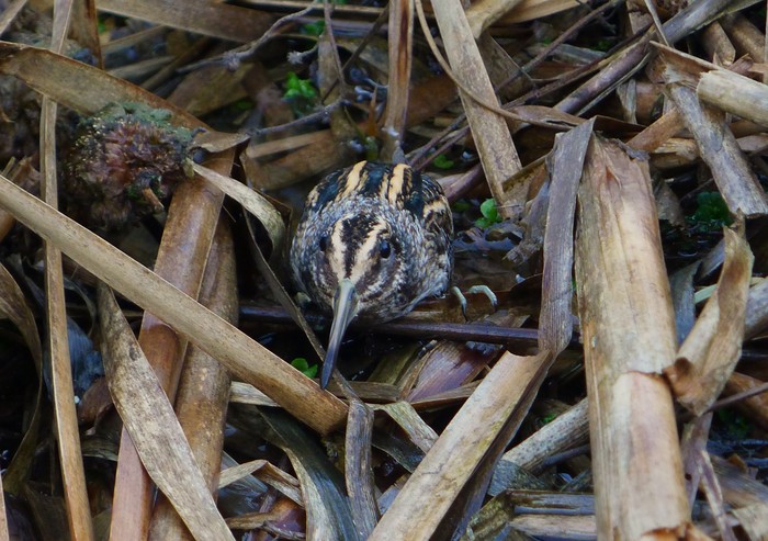 Jack Snipe