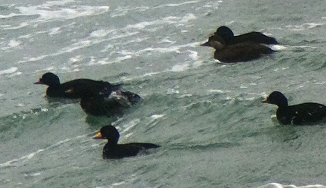 Black Scoter