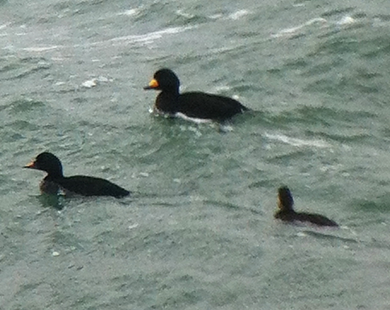 Black Scoter