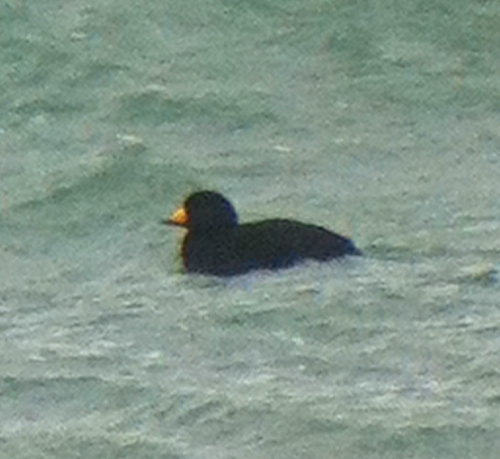 Black Scoter