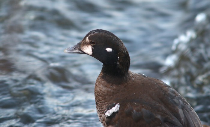 Harlequin Duck