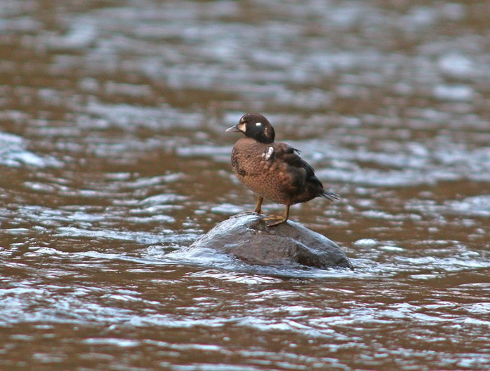 Harlequin Duck