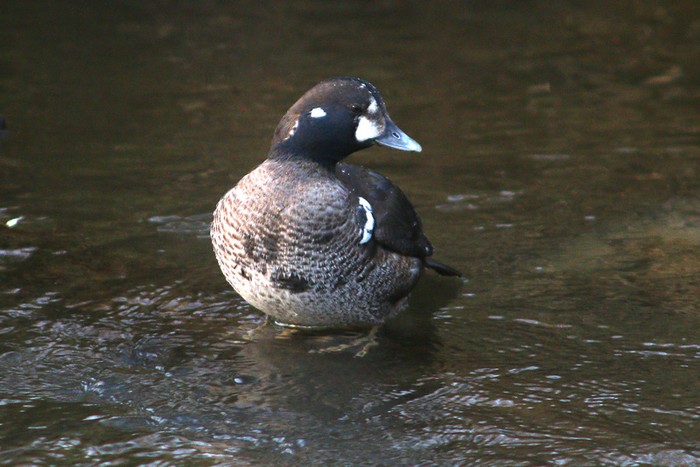 Harlequin Duck