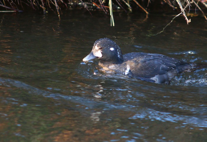 Harlequin Duck