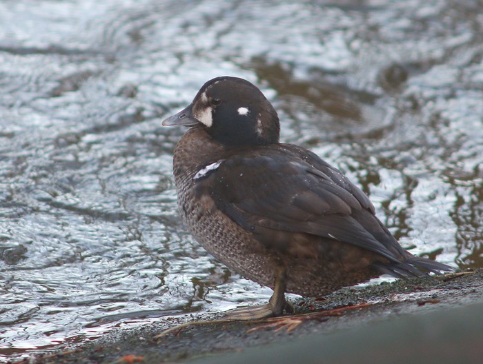 Harlequin Duck