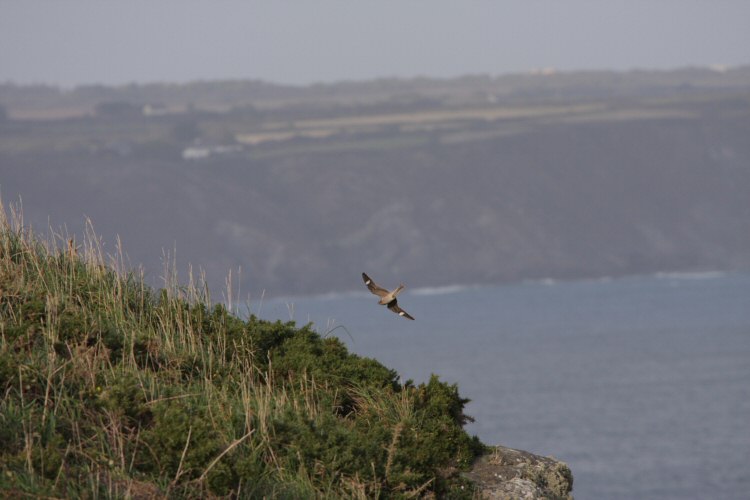 Common Nighthawk
