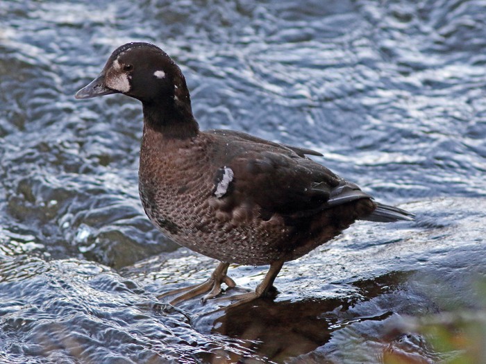 Harlequin Duck