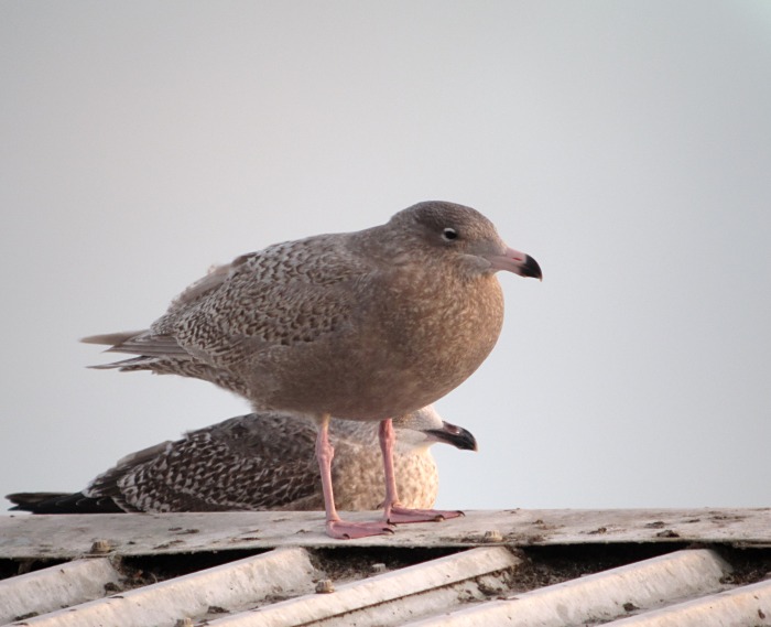 Glaucous Gull