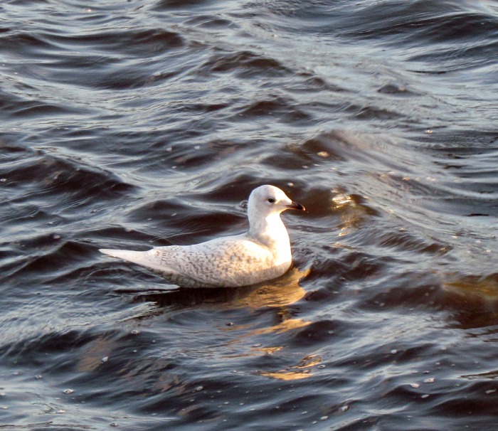Iceland Gull