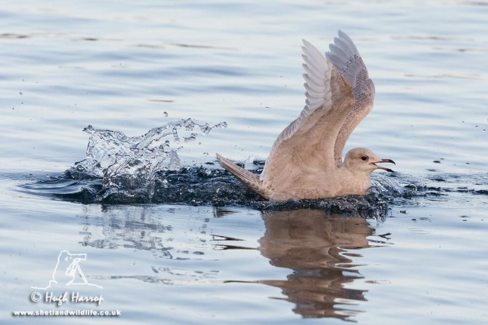 Iceland Gull