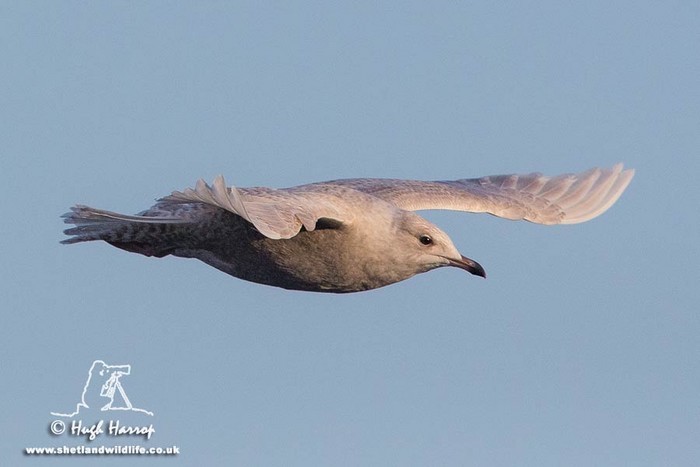 Iceland Gull
