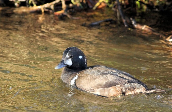Harlequin Duck