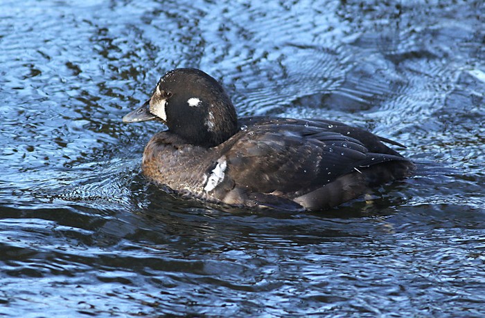 Harlequin Duck